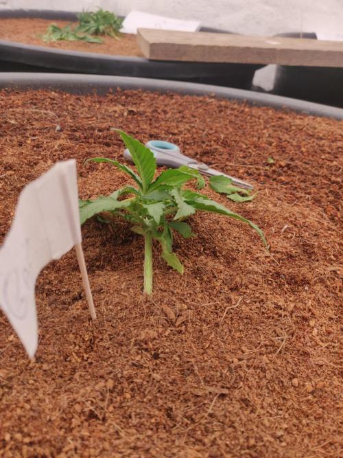 Gaia F1 18-11-25. Week 2