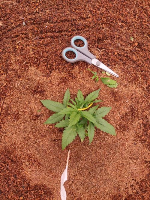 Gaia F1 18-11-25. Week 2