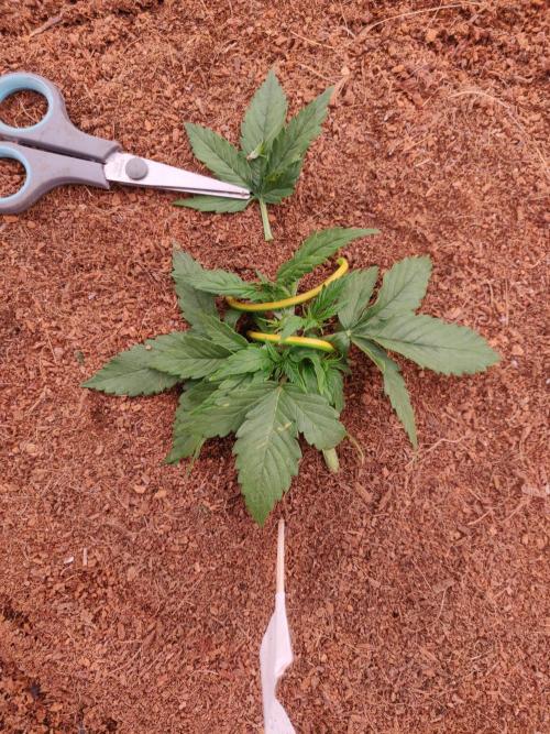 Gaia F1 18-11-25. Week 2