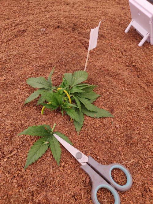 Gaia F1 18-11-25. Week 2