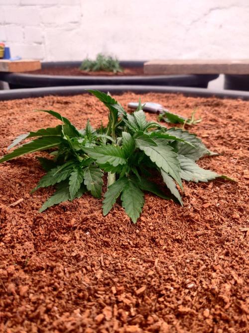 Gaia F1 18-11-25. Week 3