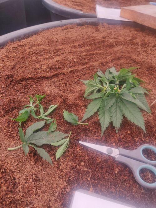 Gaia F1 18-11-25. Week 3