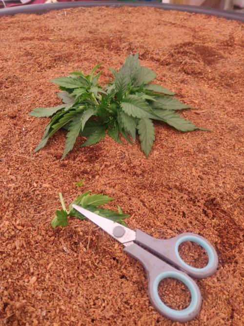 Gaia F1 18-11-25. Week 3