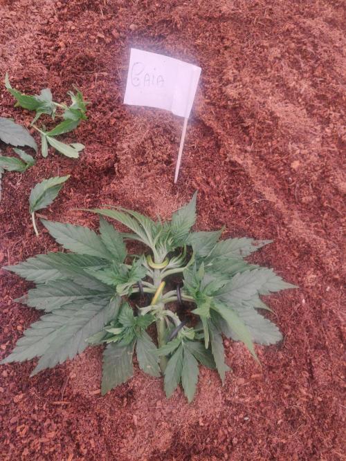 Gaia F1 18-11-25. Week 3