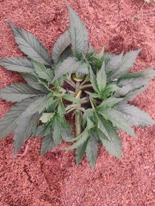 Gaia F1 18-11-25. Week 3