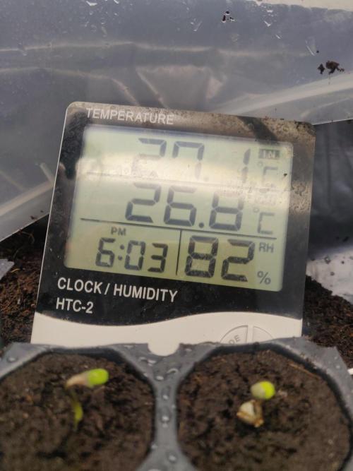 Frostbanger FB 11-12-25. Week 0 - A few hours later and they are saying hello 🤗