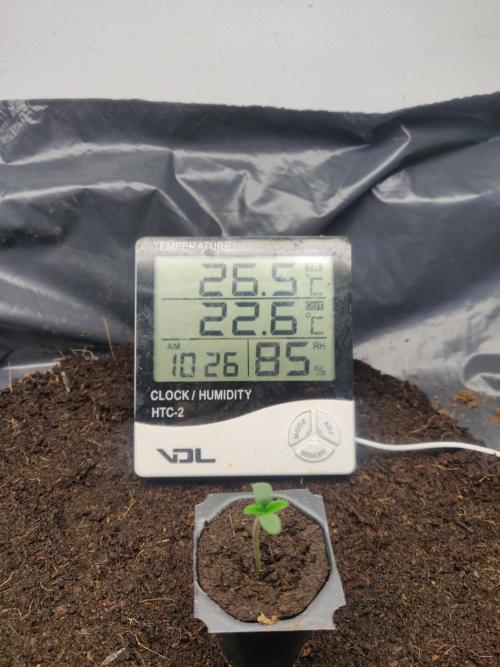 Amnesia zkittels FB 11-12-25. Week 0