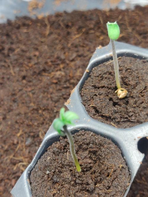 Frostbanger FB 11-12-25. Week 0