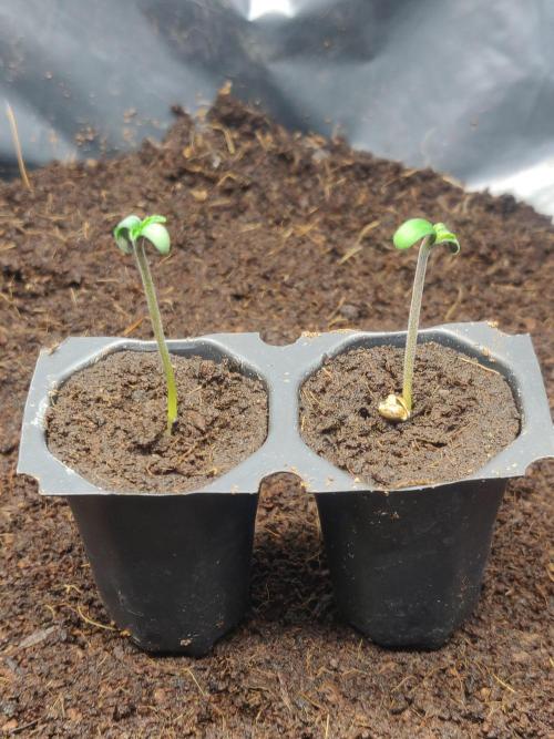 Frostbanger FB 11-12-25. Week 0 - Good morning my little friends 