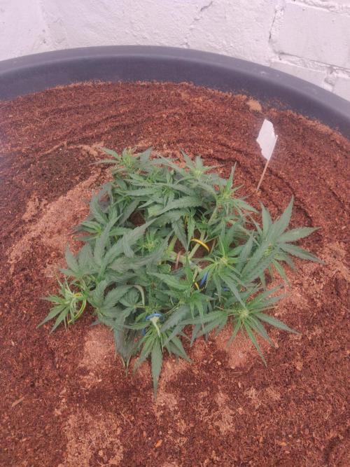 Titan F1. Week 4 - 13-12