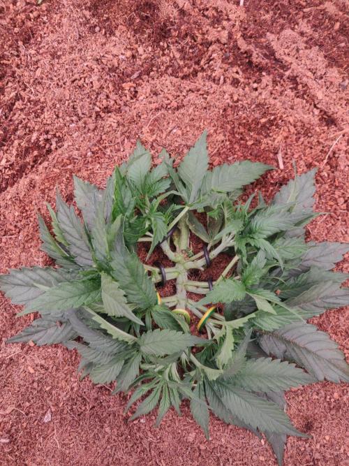 Gaia F1 18-11-25. Week 3 - 14-12