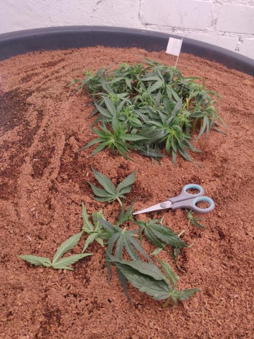 Titan F1. Week 4 - 14-12 little trim 