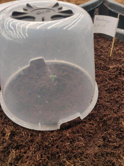 Frostbanger FB 11-12-25. Week 1