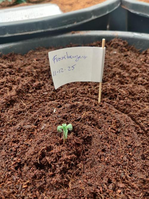 Frostbanger FB 11-12-25. Week 1