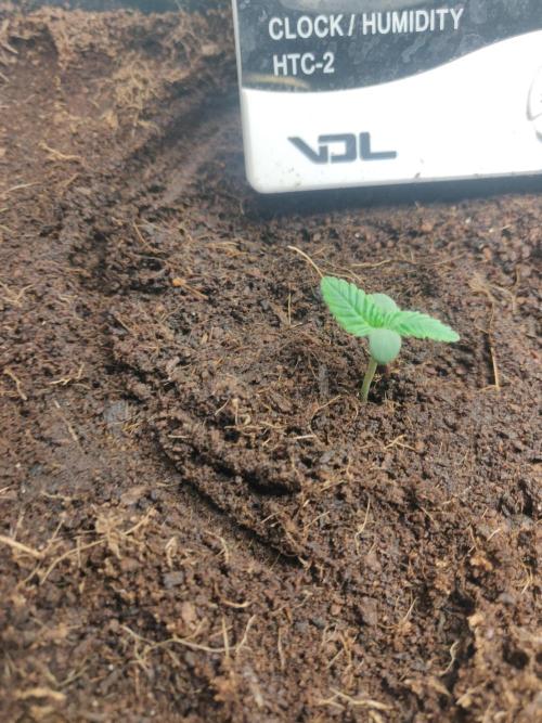 Amnesia zkittels FB 11-12-25. Week 1