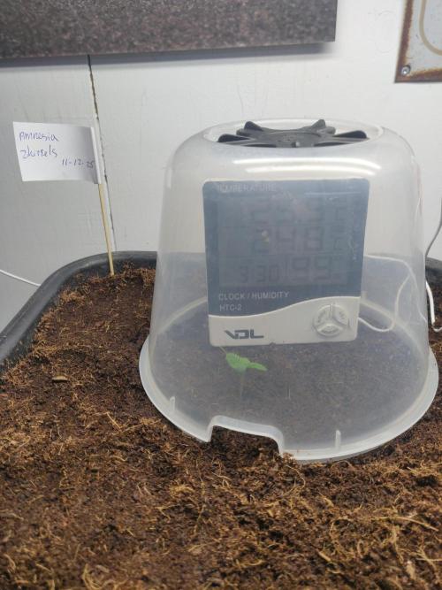 Amnesia zkittels FB 11-12-25. Week 1