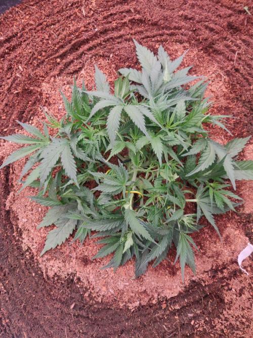 Amnesia Zkittels. Week 4 - 16-12