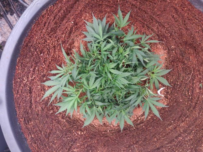 Amnesia Zkittels. Week 4 - 16-12