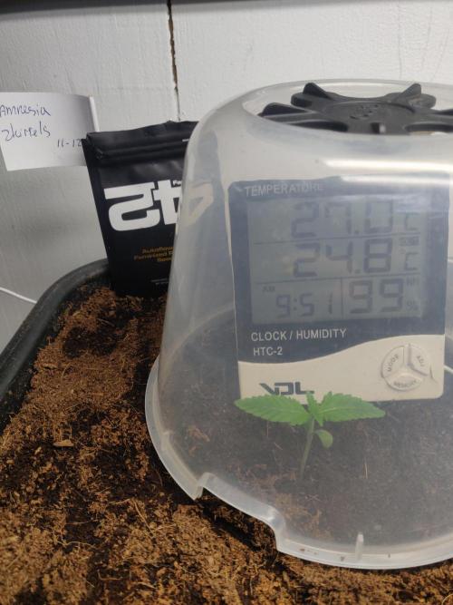 Amnesia zkittels FB 11-12-25. Week 1 - 18-12