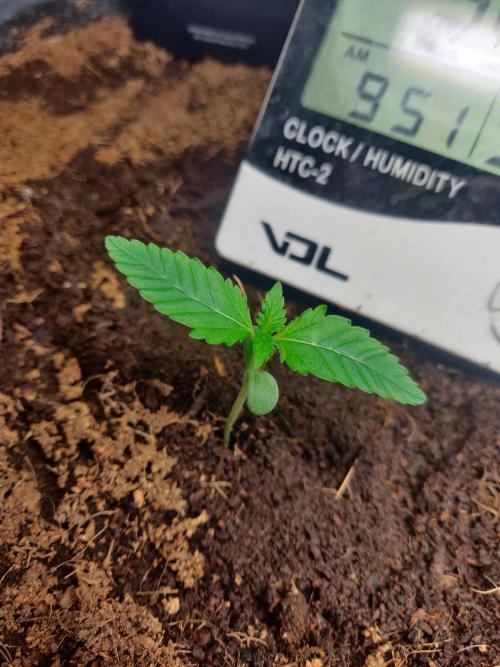 Amnesia zkittels FB 11-12-25. Week 1 - 18-12