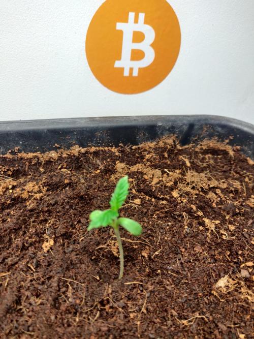 Frostbanger FB 11-12-25. Week 1 - 18 Ltr 18-12