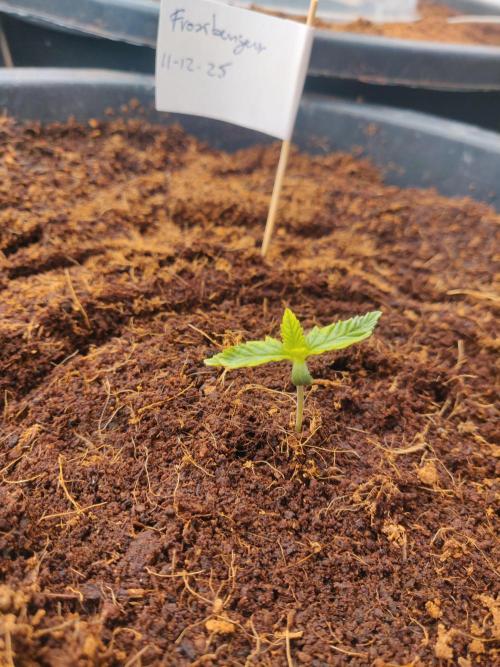 Frostbanger FB 11-12-25. Week 1 - 50 Ltr 18-12