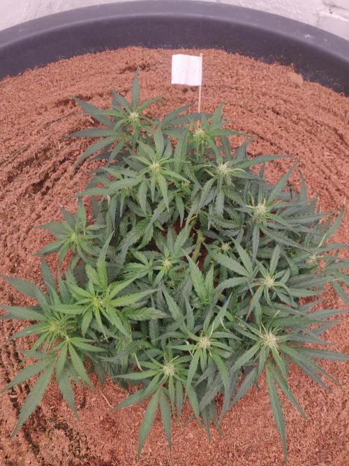 Titan F1. Week 4 - 18-12