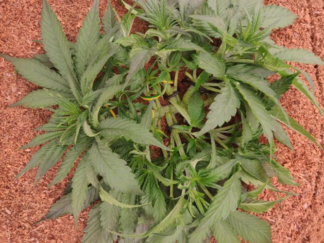 Gaia F1 18-11-25. Week 4 - 18-12