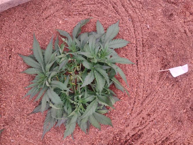 Gaia F1 18-11-25. Week 4 - 18-12