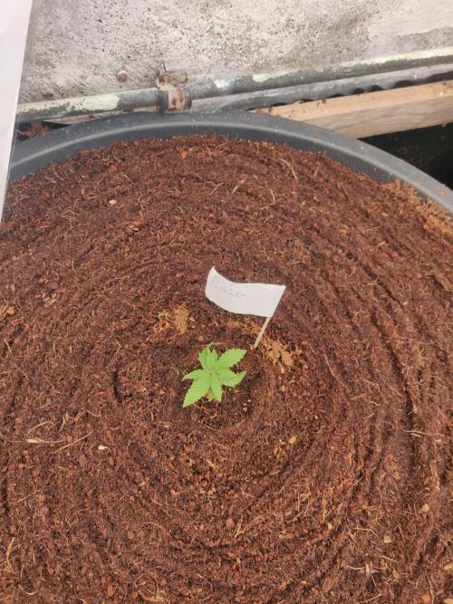 Gaia F1 65 Ltr. Week 1 - 3-12