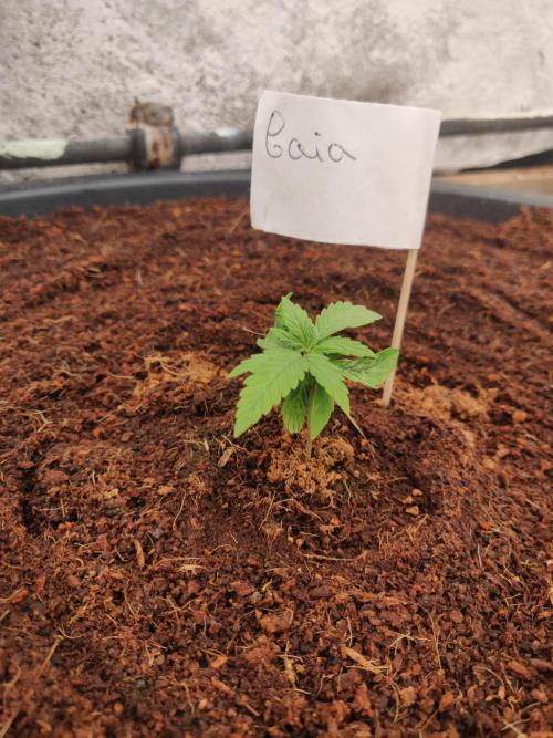 Gaia F1 65 Ltr. Week 1 - 3-12