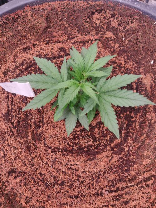 Gaia F1 65 Ltr. Week 2 - 13-12