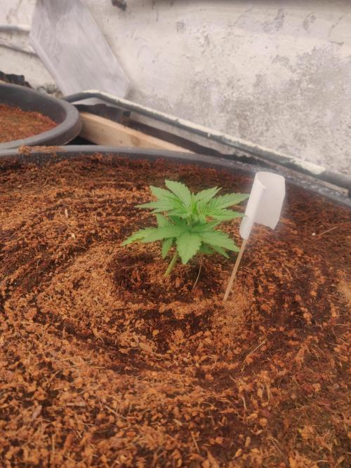 Gaia F1 65 Ltr. Week 2 - 10-12