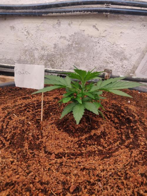 Gaia F1 65 Ltr. Week 2 - 13-12