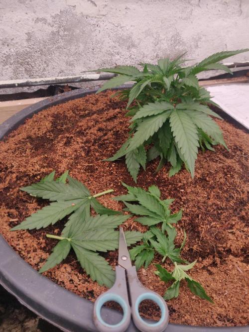 Gaia F1 65 Ltr. Week 3 - 18-12