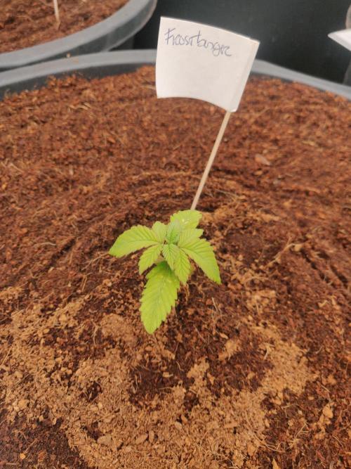 Frostbanger FB 23-11-25. Week 2