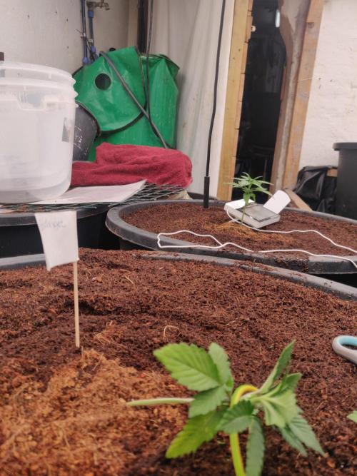 Frostbanger FB 23-11-25. Week 2