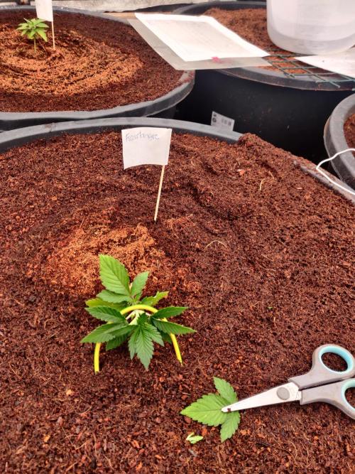 Frostbanger FB 23-11-25. Week 2