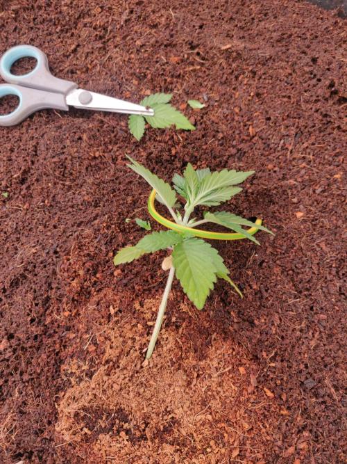 Frostbanger FB 23-11-25. Week 2