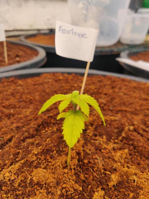 Frostbanger FB 23-11-25. Week 2