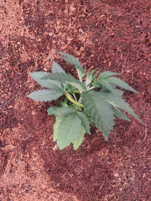 Frostbanger FB 23-11-25. Week 3