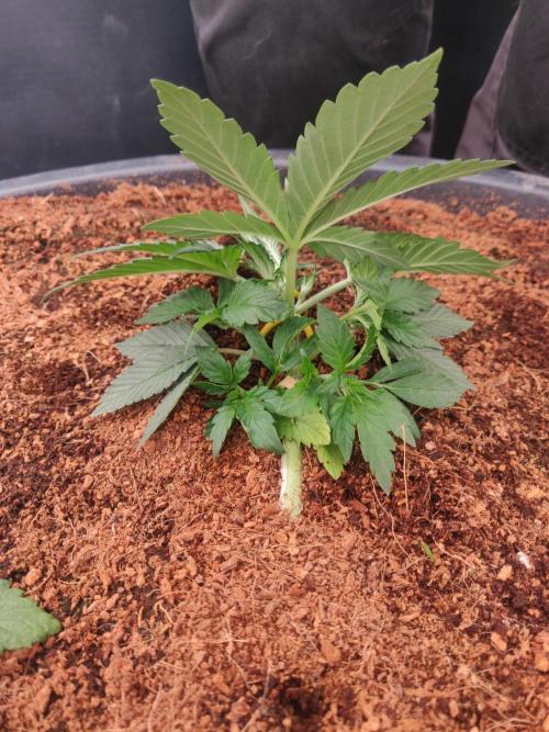 Frostbanger FB 23-11-25. Week 3