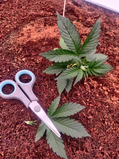 Frostbanger FB 23-11-25. Week 3