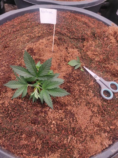 Frostbanger FB 23-11-25. Week 3