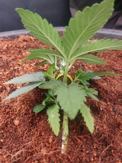 Frostbanger FB 23-11-25. Week 3