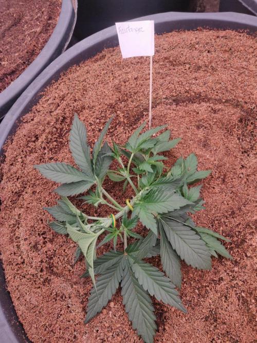 Frostbanger FB 23-11-25. Week 4 - 16-12