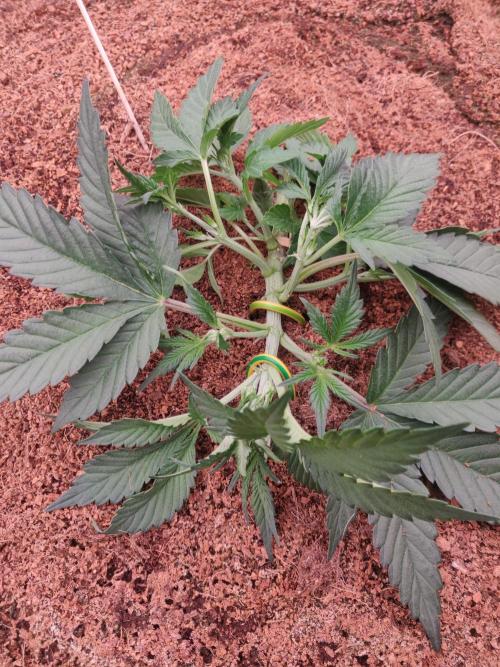 Frostbanger FB 23-11-25. Week 4 - 16-12