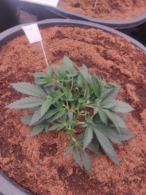 Frostbanger FB 23-11-25. Week 4 - 18-12