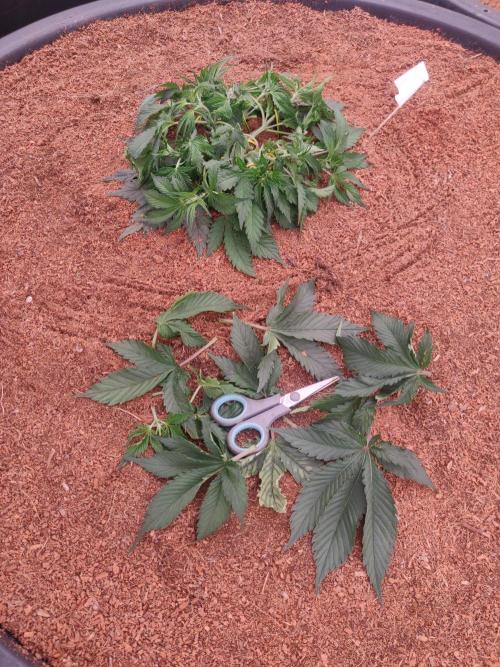 Frostbanger FB 23-11-25. Week 4 - 19-12