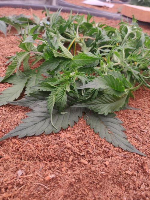 Frostbanger FB 23-11-25. Week 4 - 19-12